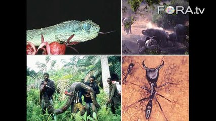 Save the Ant, Save the Planet