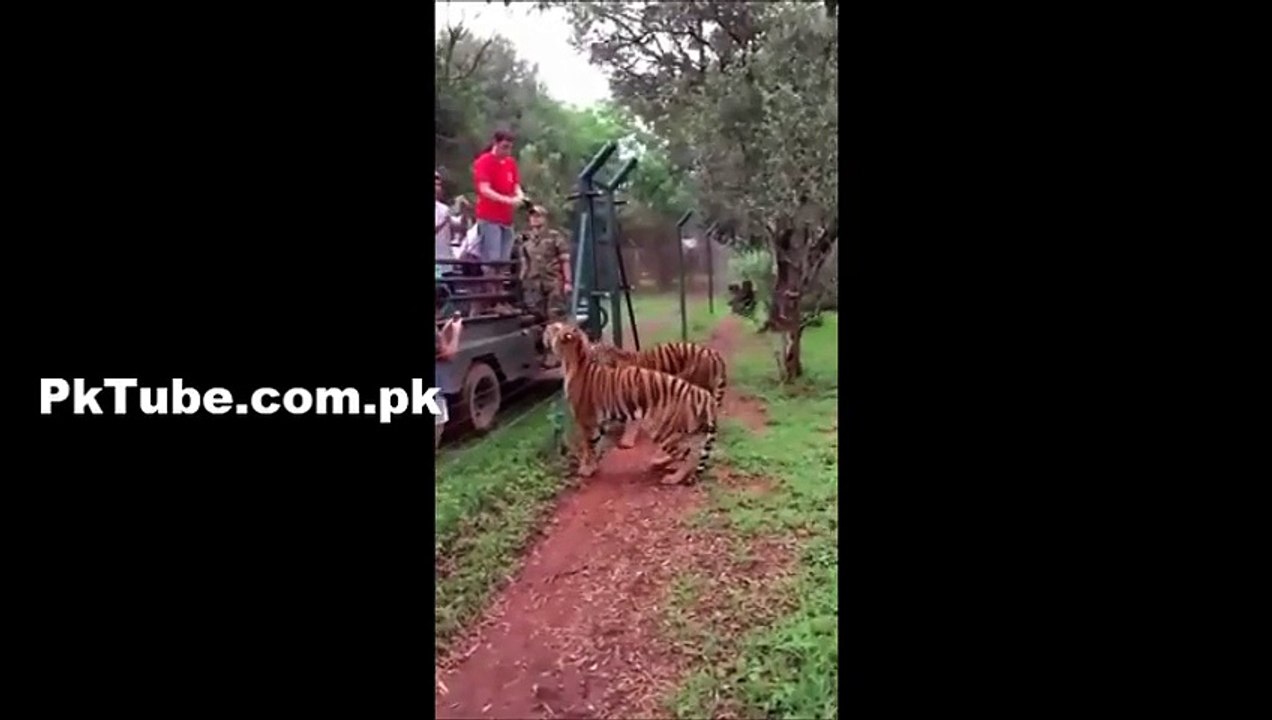 A tiger Attacked on a Girl