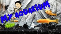 Aquarium With 3d Background And Music
