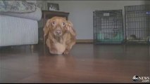 'Dennis' fat Dachshund Lost 43 Pounds