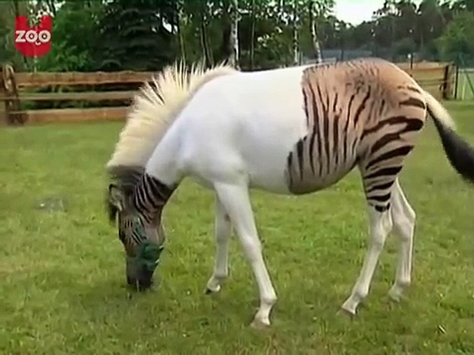 The Zebra Horse