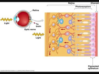 Anatomy of eye part 18