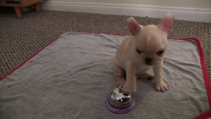 Video herunterladen: Bébé Bulldog Français a appris 12 tricks en 4 jours : petite démo!