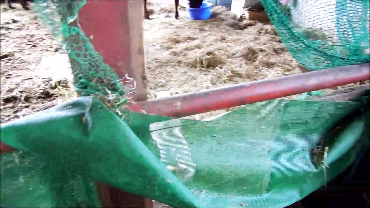2014年4月4日　希望の牧場　第一牛舎　～朝のもやし粕配り終了後、牧草ロール配り前～