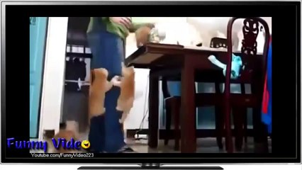 Funny - try not to laugh,of fat people falling