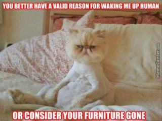 Angry Cat Memes Top 50 Funny Cats Video 2015