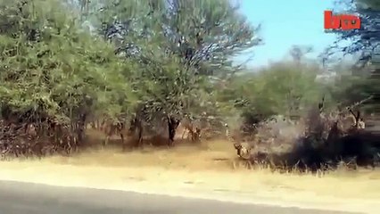 Çitanın Kovaladığı Hayvan Arabaya Çarpıyor