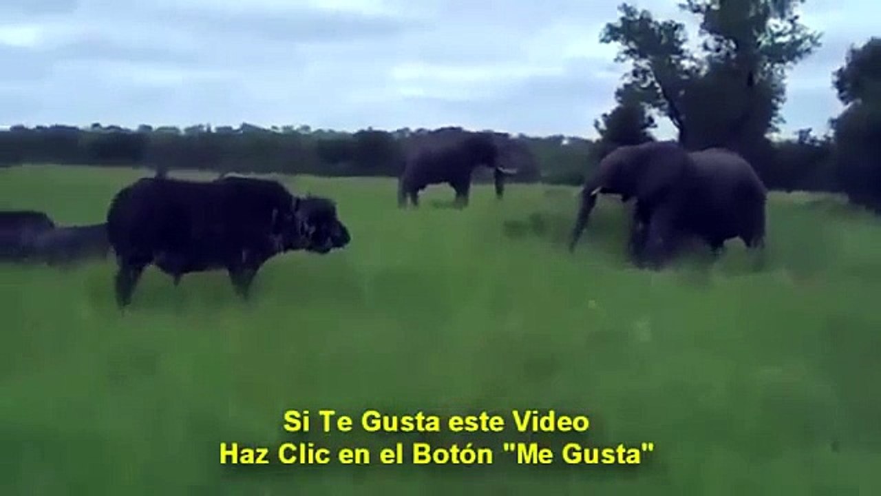 Bufalo Fil Kavgası