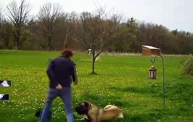 Animals Can Be Jerks - Supercut Compilation 2015