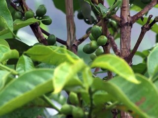 Nigeria: la chaîne de café Neo se rêve déjà en "Starbucks" africain