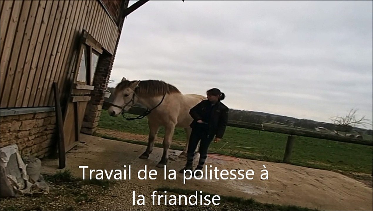 Clicker : Politesse à la friandise