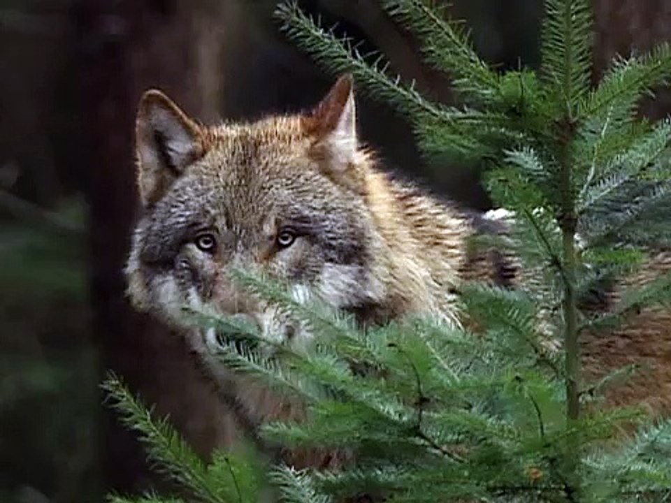 Wölfe Deutschlands Folge 1 - WÖLFE! ZURÜCK IN DEUTSCHLAND (2002)