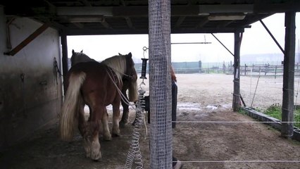 حياة جديدة تكتب لاحصنة انقذت من المسلخ في ايطاليا