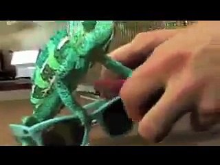 قدرة الله -الحرباء تغير اللون