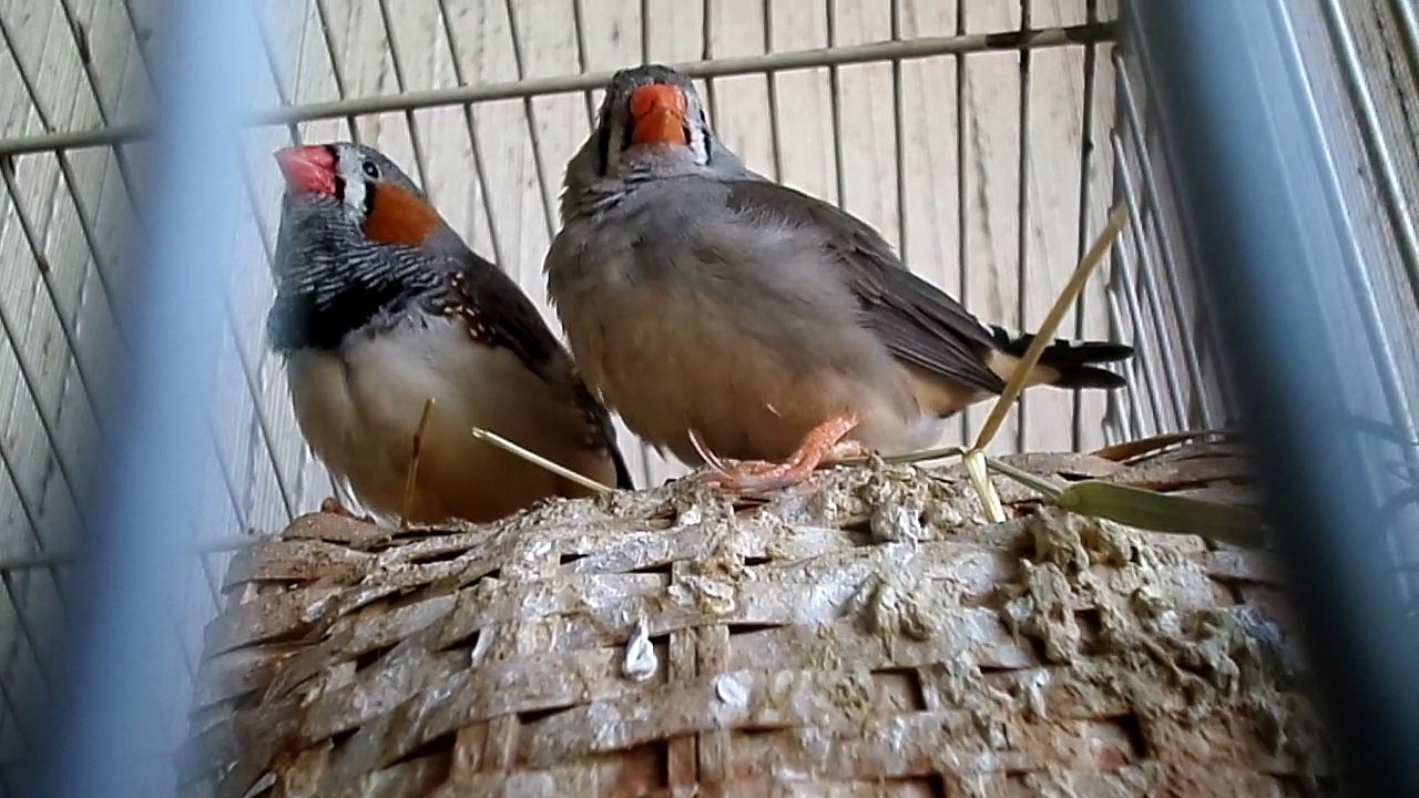 Clarinette, Biniou et cie