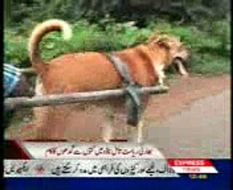 gadha gari ki bajae dog gari