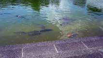 Fish in Tskuba, Japan (short version)