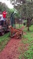 Tiger jumping 10 feet to grab food - Amazing Slow motion video