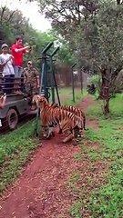 Tiger jumping 10 feet to grab food - Amazing Slow motion video