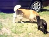 Des chiens séparent deux chats qui se battent !