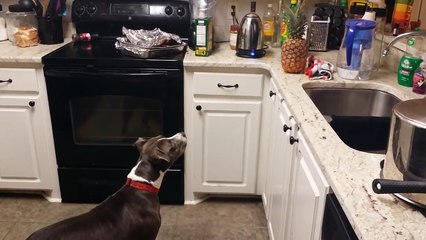 Lei e Stella, Il Pit Bull terrorizzato dal ananas