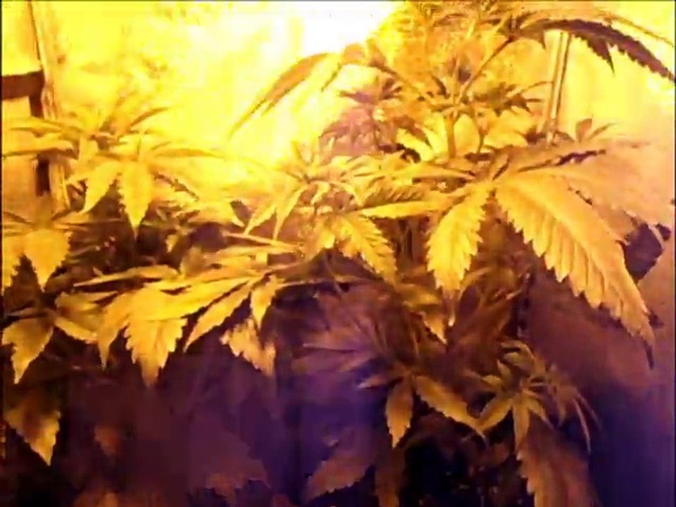 Tangerine dream 32 dias