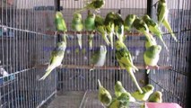 Danish Pied Budgies of Syed Ovais Bilgrami