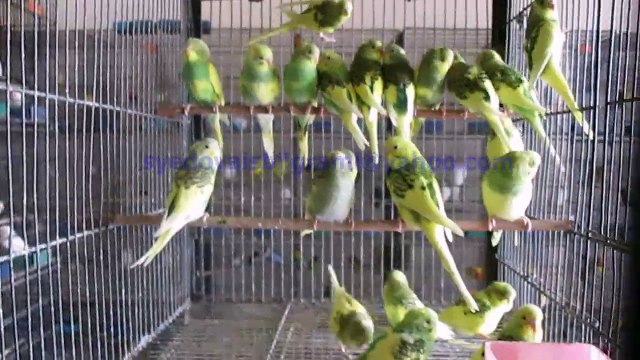 Danish Pied Budgies of Syed Ovais Bilgrami
