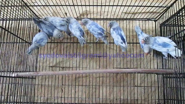 Personata Pied (Violet Heavy Pied) of Syed Ovais Bilgrami