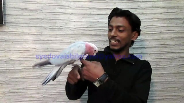 Galah Cockatoo of Syed Ovais Bilgrami