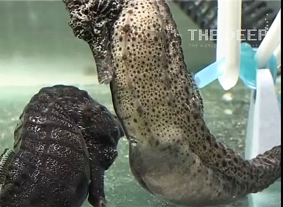 Un hippocampe mâle accouche de plusieurs centaines de bébés à l'aquarium The Deep (Angleterre)