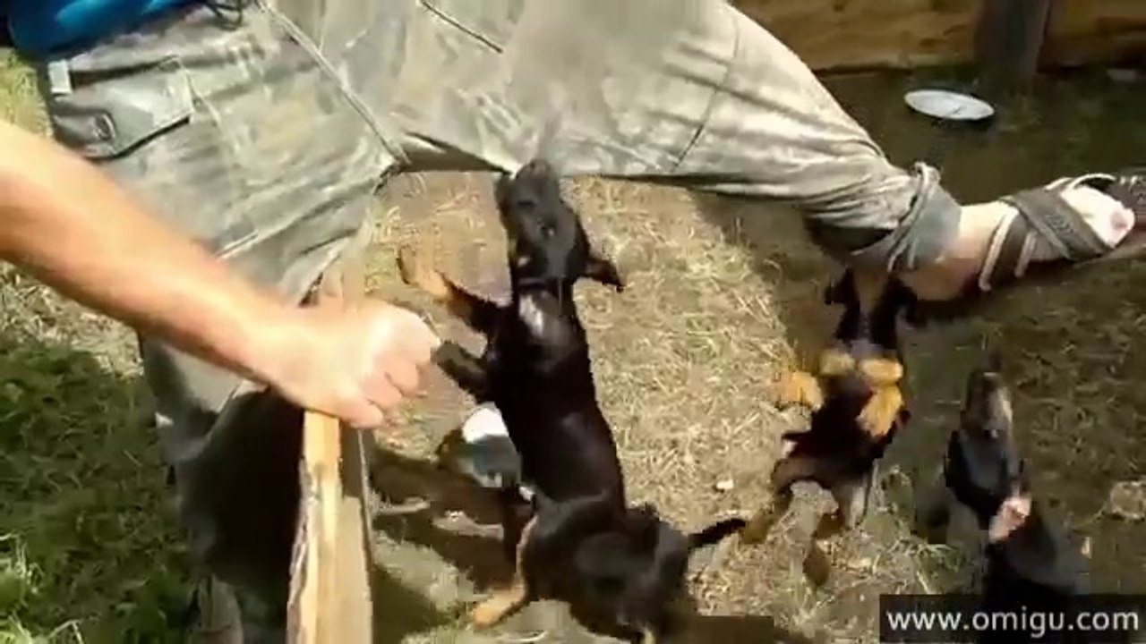 These Puppies Are So Stubborn