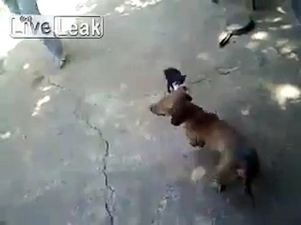 Ninja kedinin intikamı