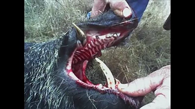 La chasse aux sangliers dans les ardennes.