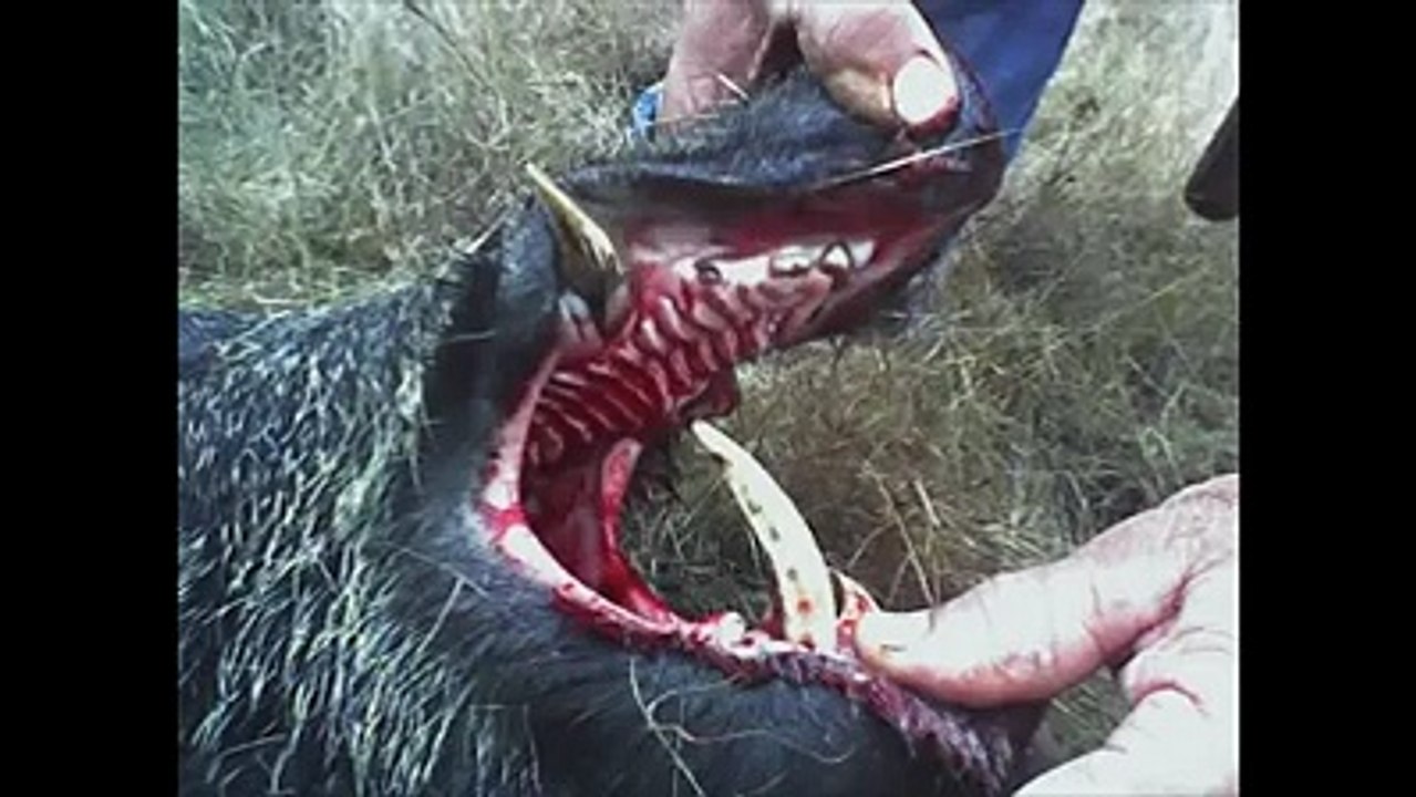 La chasse aux sangliers dans les ardennes.