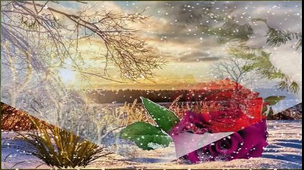 Roses In Snow For You