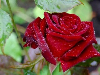 ✿✿ Red Roses For You ✿✿