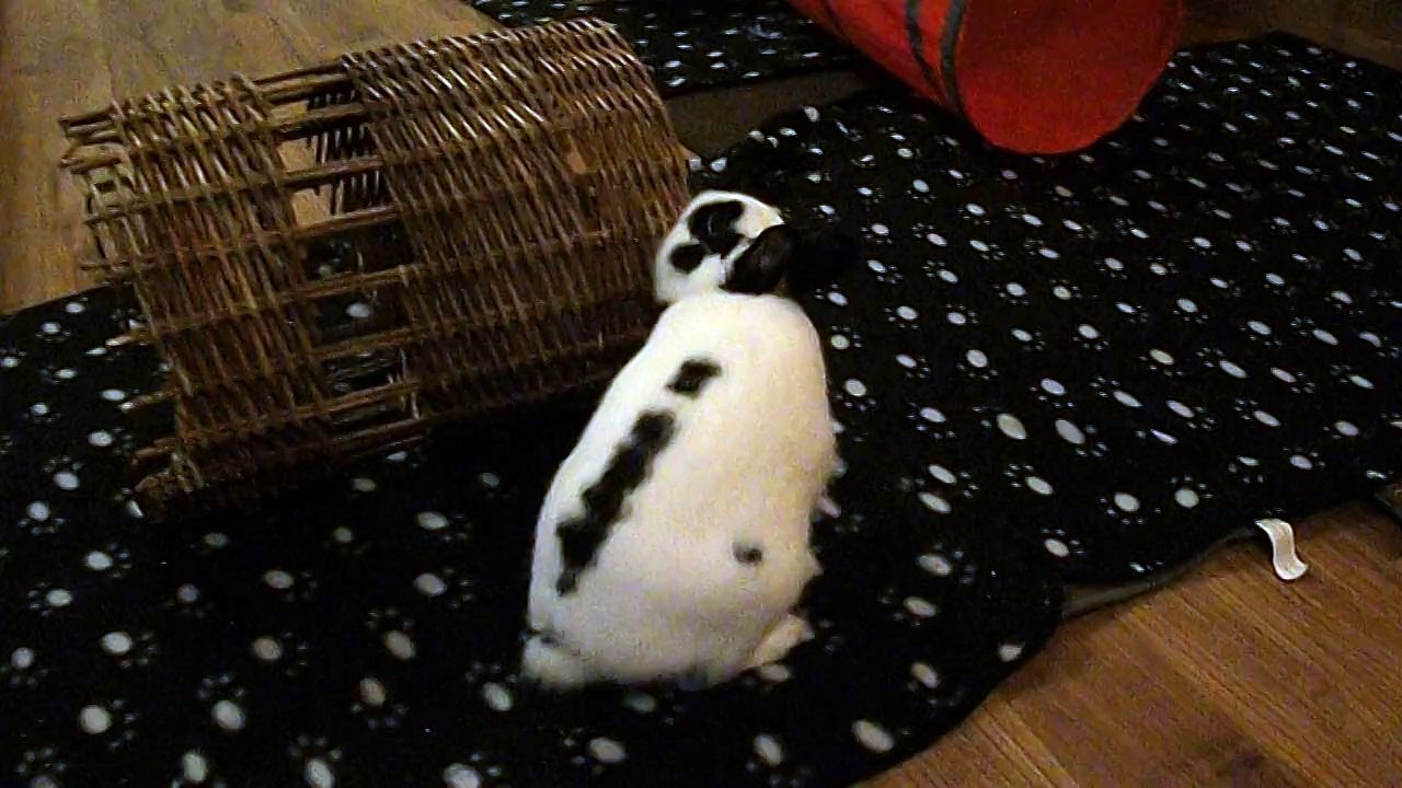 Pinou binkies (03-01-15)