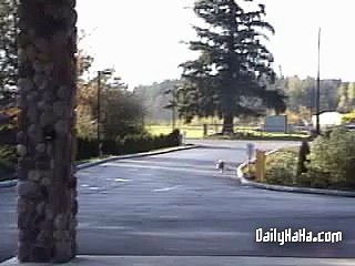 Skating Bull Dog | Funny Videos