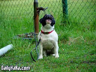 Weird Dog Sounds | Funny Videos