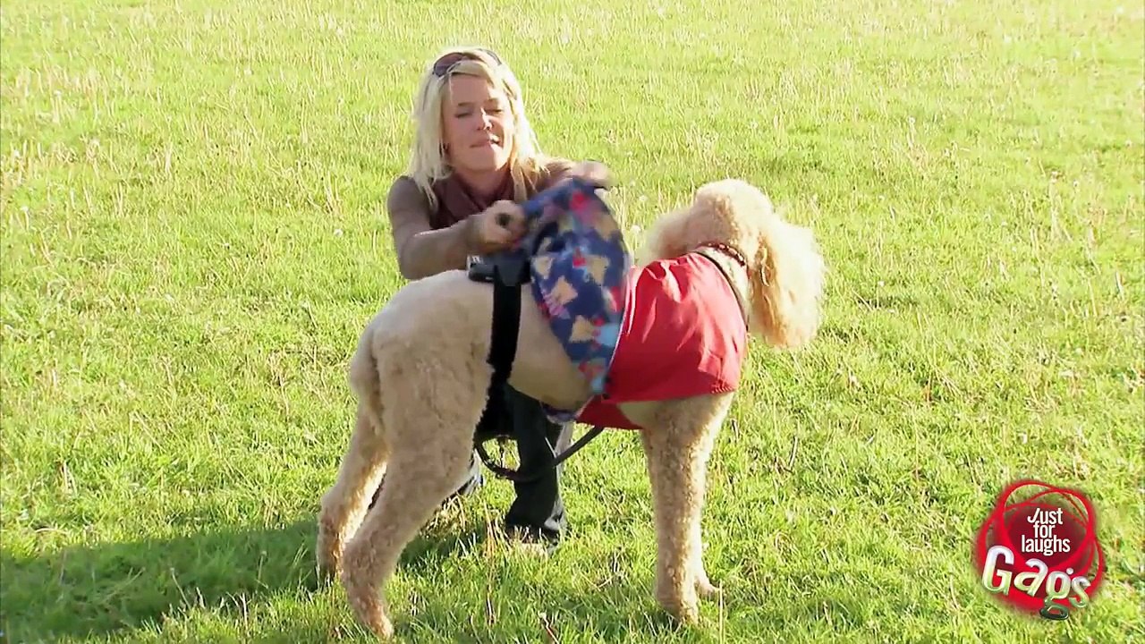 Dog Fart Prank