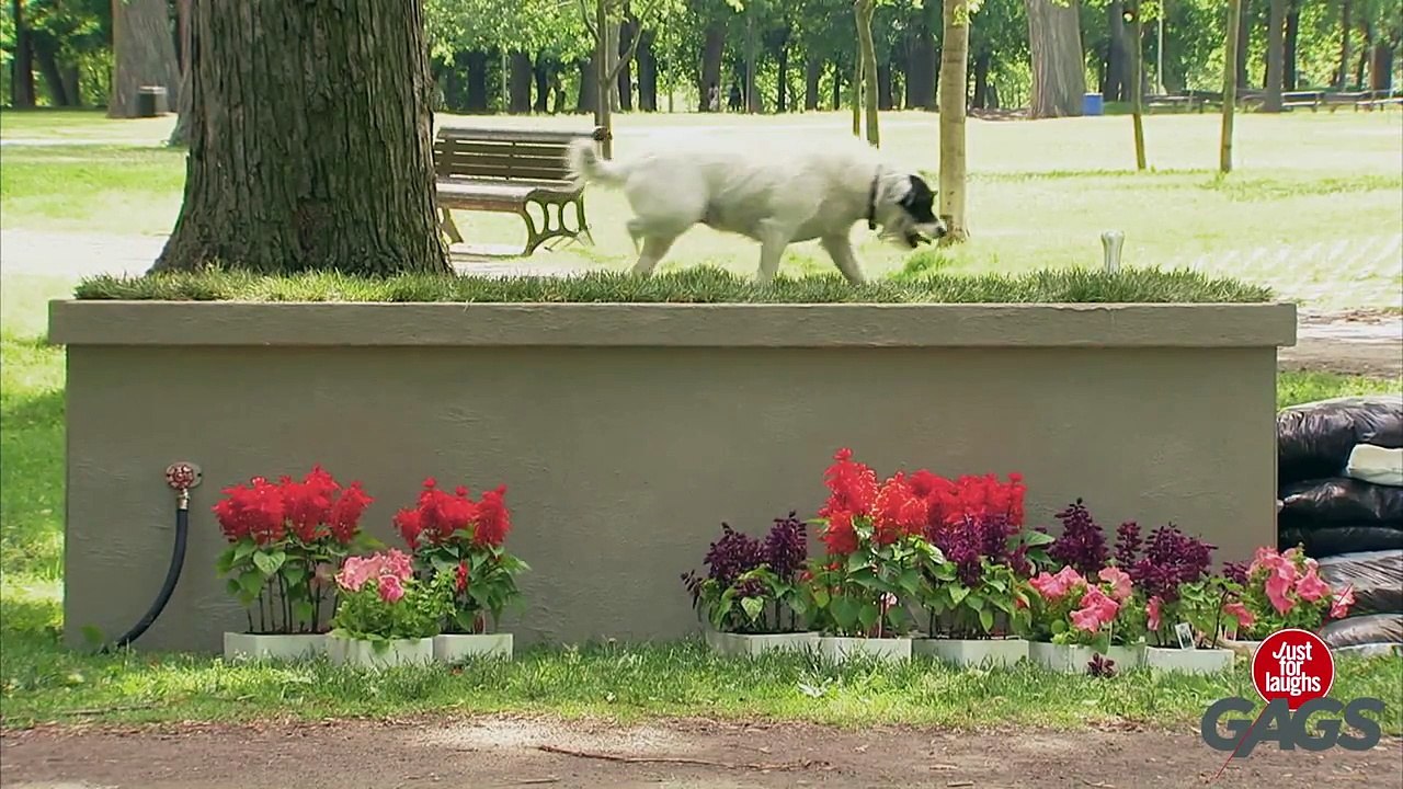 Dogs Get Pranked ! - Best of Just for Laughs Gags