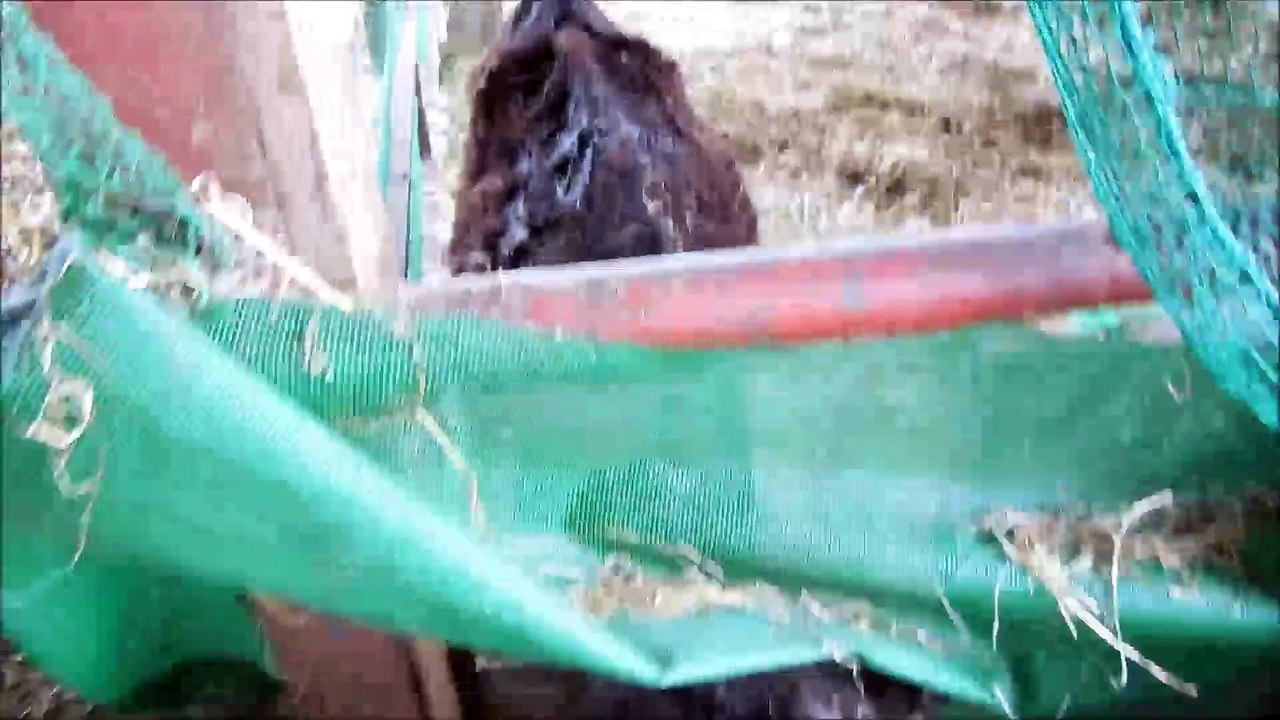 2014年4月3日　希望の牧場　第一牛舎　～いちごちゃんの尺が長いのはきっと気のせい(笑)～