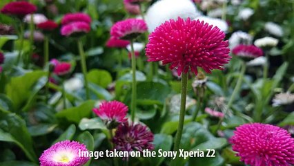 Sony Xperia Z3 vs Sony Xperia Z2