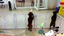 Dog With Disco Dancing Very Funny Video