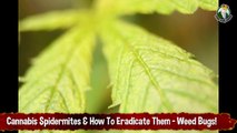 Cannabis Spider Mites And How To Eradicate Them - Weed Bugs!