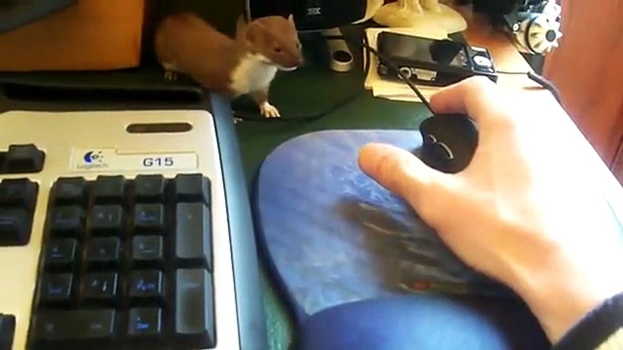 Cette belette ne veut pas que son maître joue sur l'ordinateur
