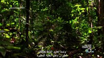 ‫وثائقي  سرعة الحياة  قتلة أمريكا الوسطى (مترجم) HD‬‎