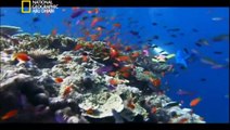 ‫وثائقي -  أسرار الحاجز المرجاني العظيم - الجزء الأول HD‬‎