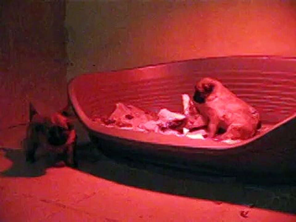 premiere video des chiots de calypso et frescou ils ont 4 semaines (le 04/01/2015)